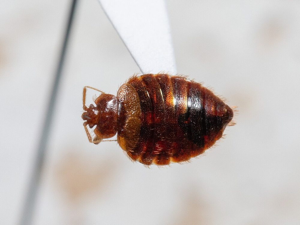 Close-up photograph of a bat bug (Cimex adjunctus)