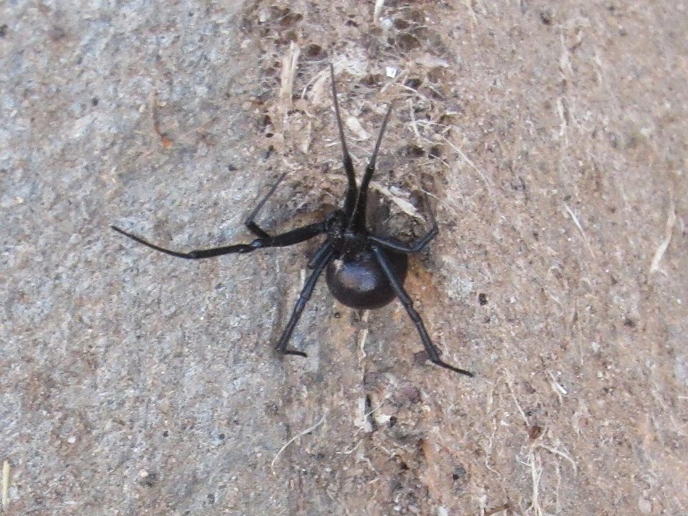 Close-up photograph of a southern black widow (Latrodectus mactans)