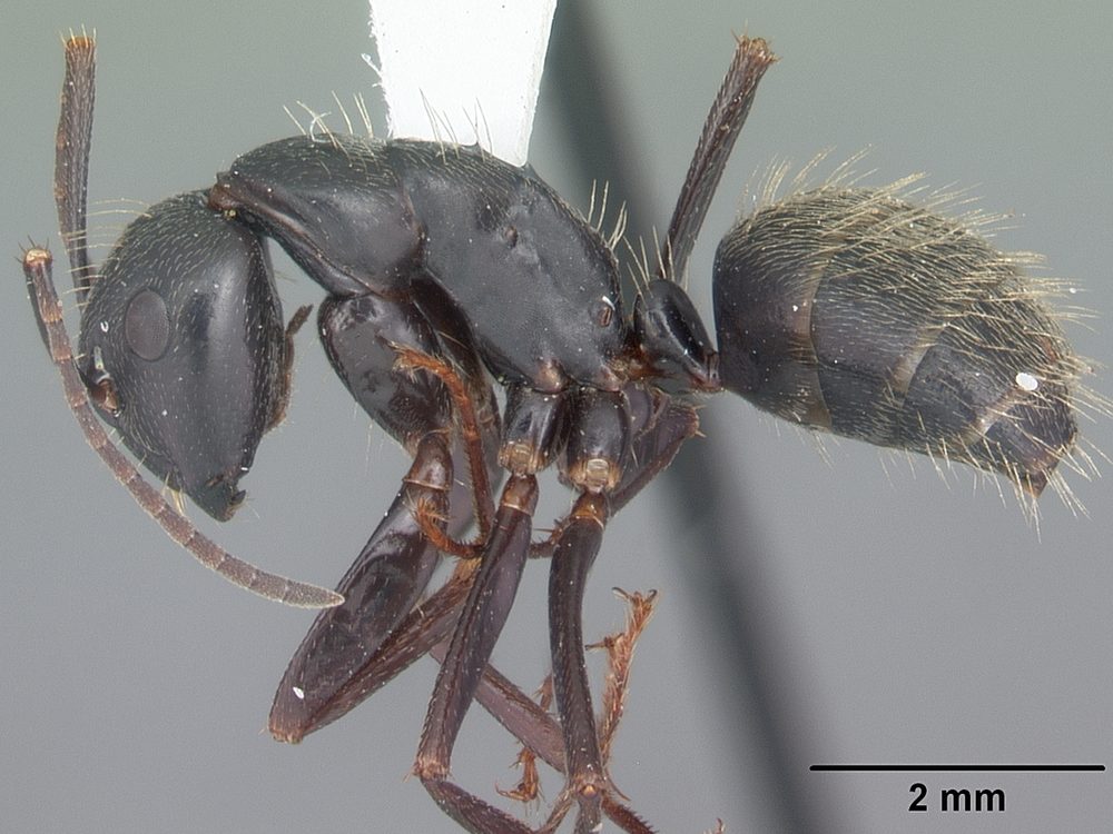 Close-up photograph of a black carpenter ant