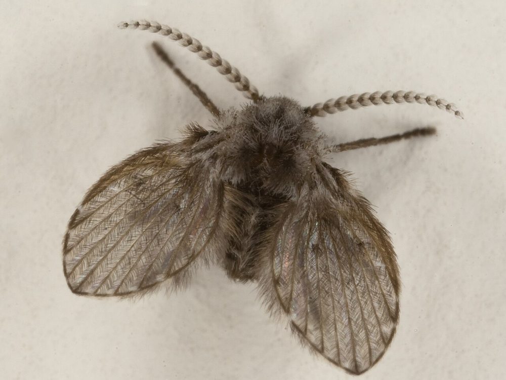 Close-up photograph of a drain fly