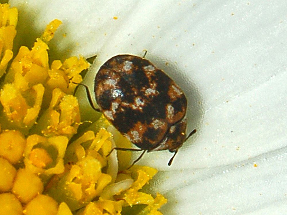 Close-up photograph of a varied carpet beetle (Anthrenus verbasci)