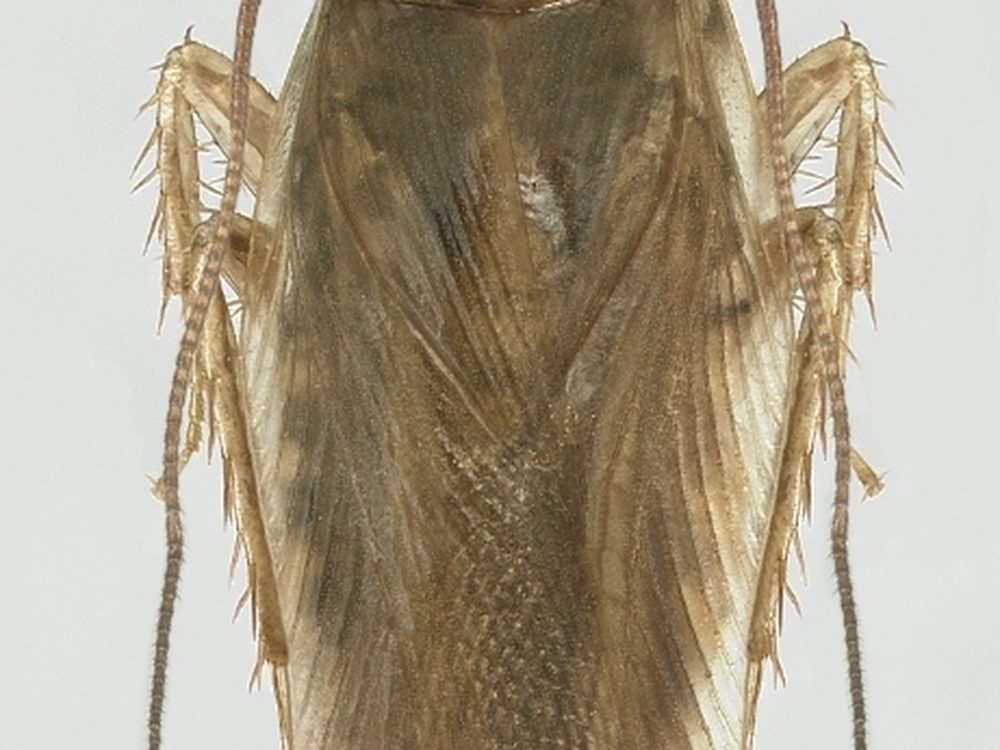 Close-up photograph of an asian cockroach (Blattella asahinai)