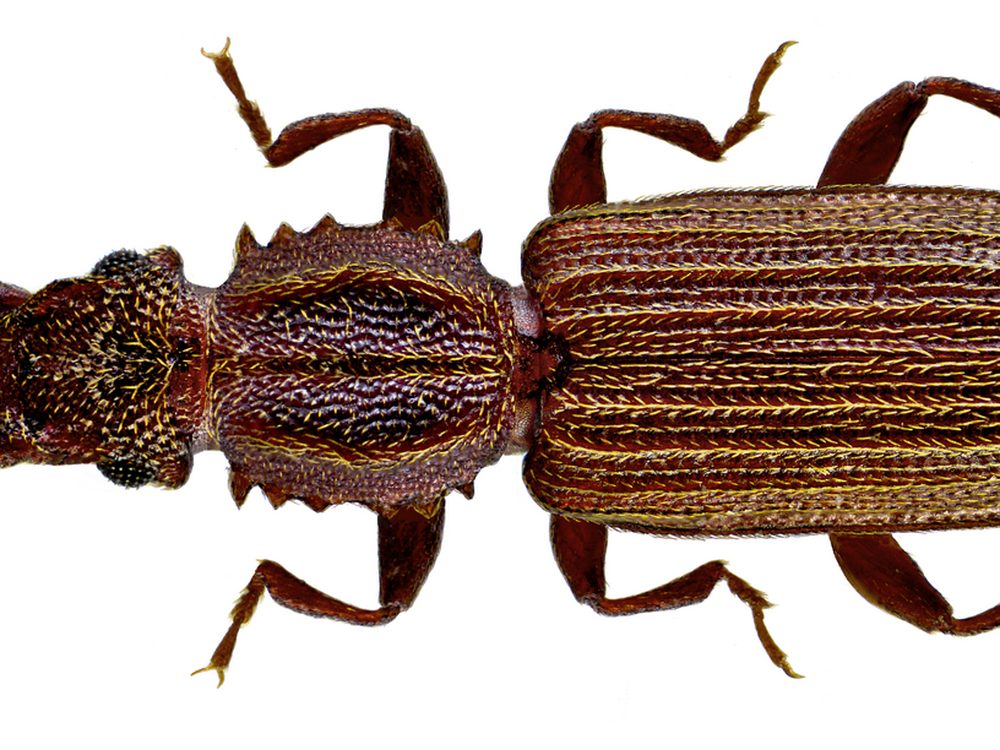 Close-up photograph of a sawtoothed grain beetle (Oryzaephilus surinamensis)
