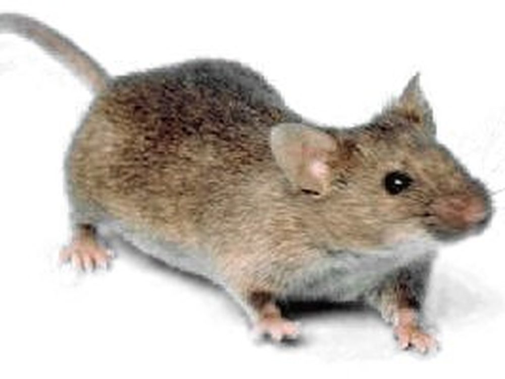 Close-up photograph of a house mouse (Mus musculus)