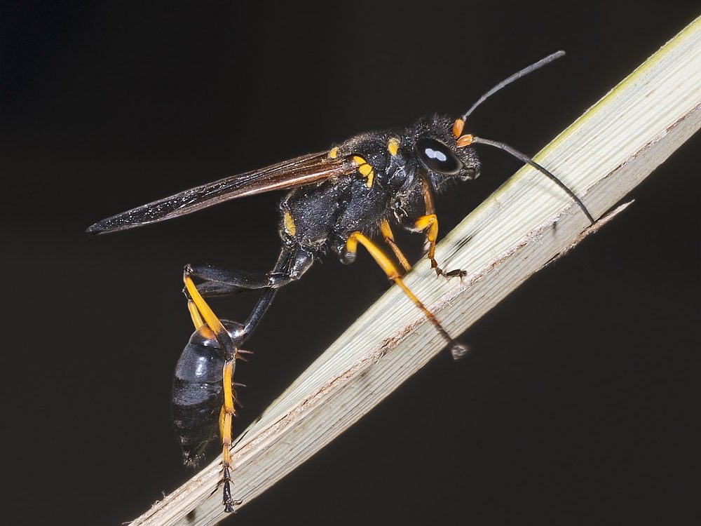 Close-up photograph of a mud dauber
