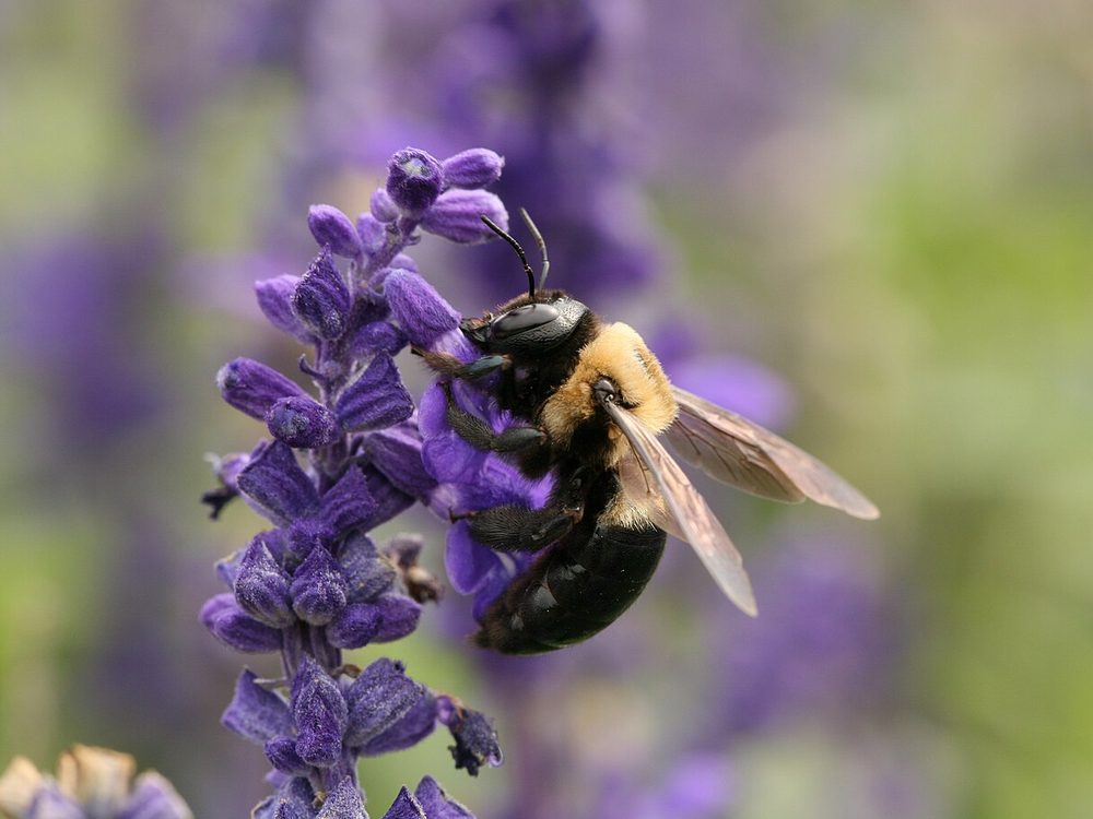 Close-up photograph of a carpenter bee (Xylocopa virginica)