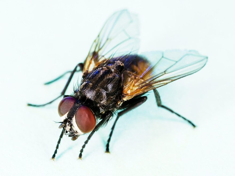 Close-up photograph of a house fly (Musca domestica)