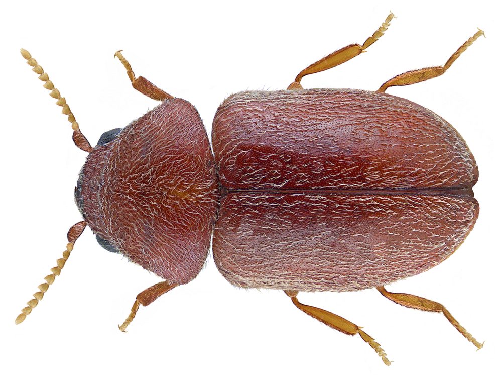 Close-up photograph of a cigarette beetle (Lasioderma serricorne)