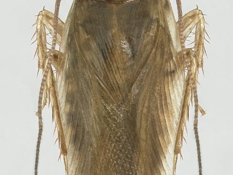 Close-up photograph of an asian cockroach (Blattella asahinai)