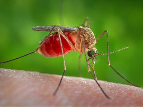 Close-up photograph of a southern house mosquito (Culex quinquefasciatus)