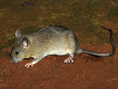 Close-up photograph of a roof rat (Rattus rattus)
