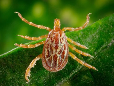 Close-up photograph of a gulf coast tick (Amblyomma maculatum)