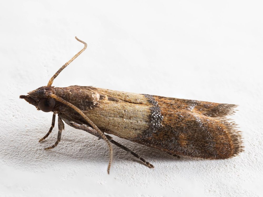 Close-up photograph of an indianmeal moth (Plodia interpunctella)