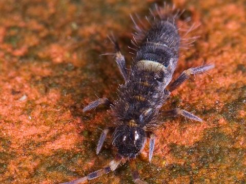 Close-up photograph of a springtail