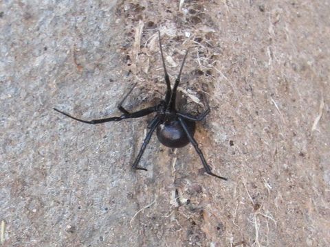 Close-up photograph of a southern black widow (Latrodectus mactans)