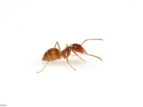 Close-up photograph of a tawny crazy ant (Nylanderia fulva)