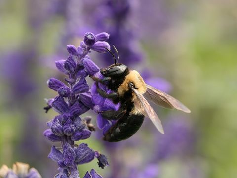 Close-up photograph of a carpenter bee (Xylocopa virginica)