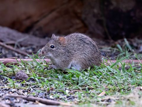 Close-up photograph of a hispid cotton rat (Sigmodon hispidus)
