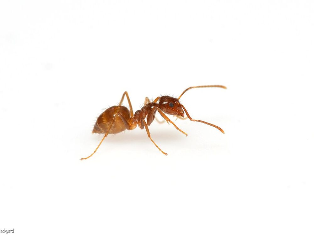 Close-up photograph of a tawny crazy ant (Nylanderia fulva)