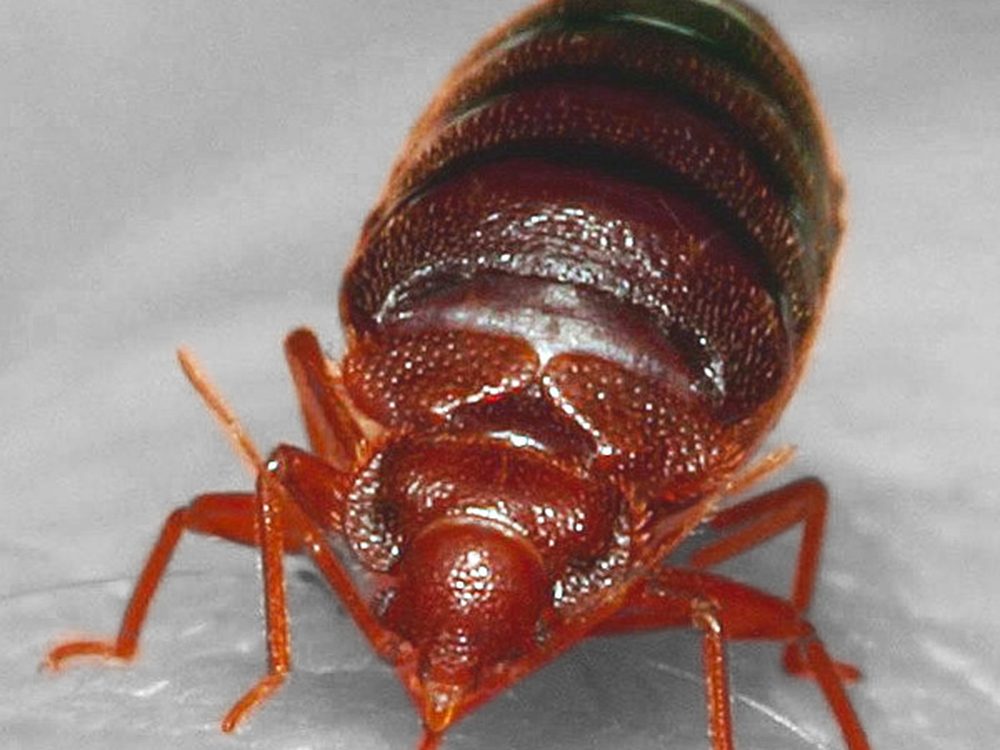 Close-up photograph of a common bed bug (Cimex lectularius)