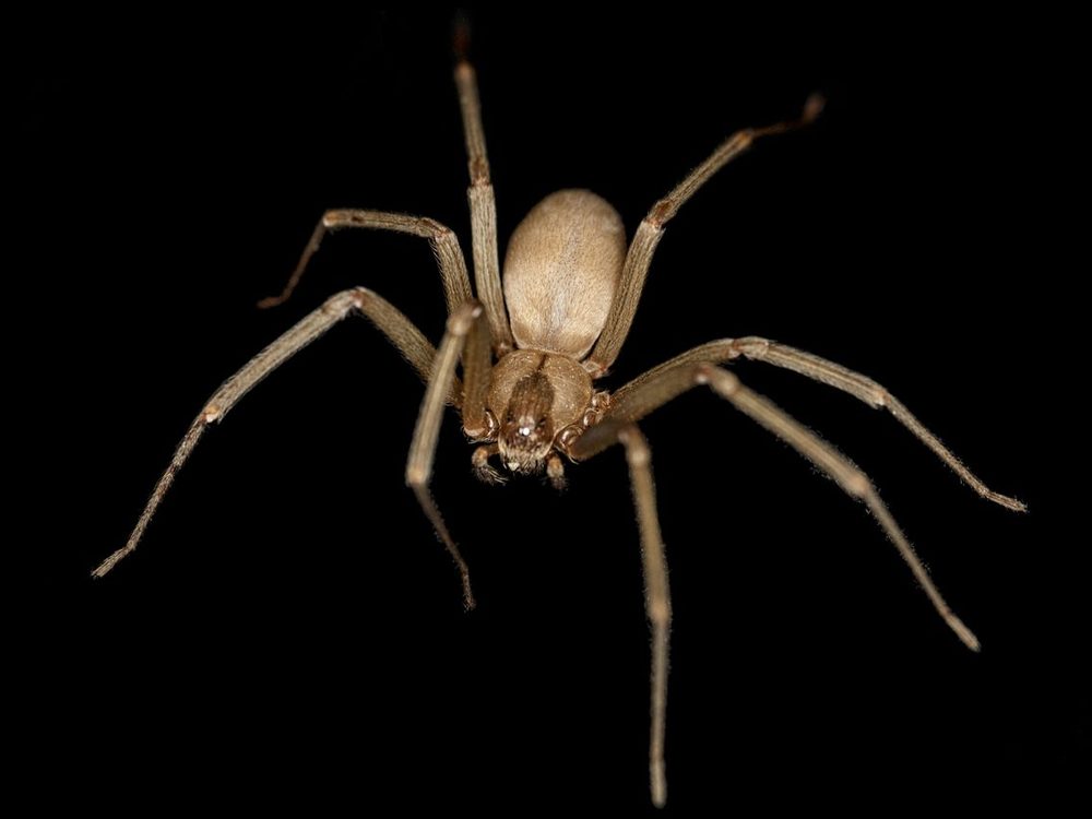 Close-up photograph of a brown recluse (Loxosceles reclusa)