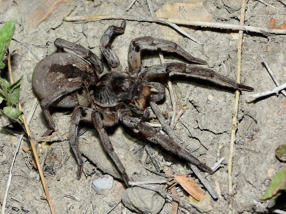Close-up photograph of a wolf spider