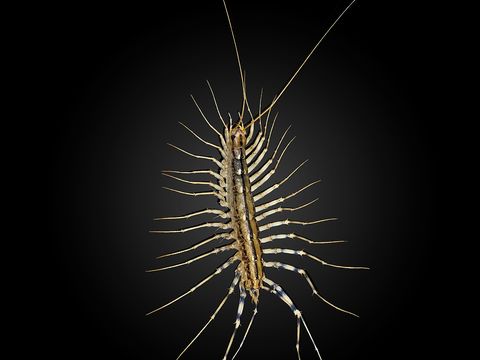 Close-up photograph of a house centipede (Scutigera coleoptrata)