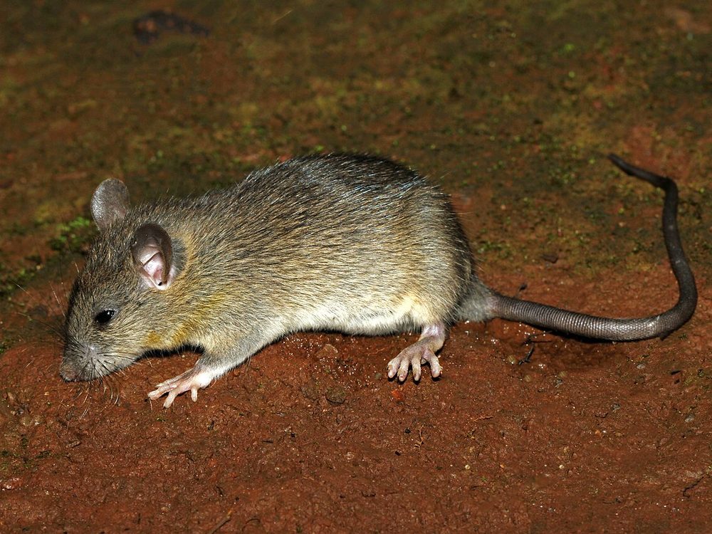 Close-up photograph of a roof rat (Rattus rattus)