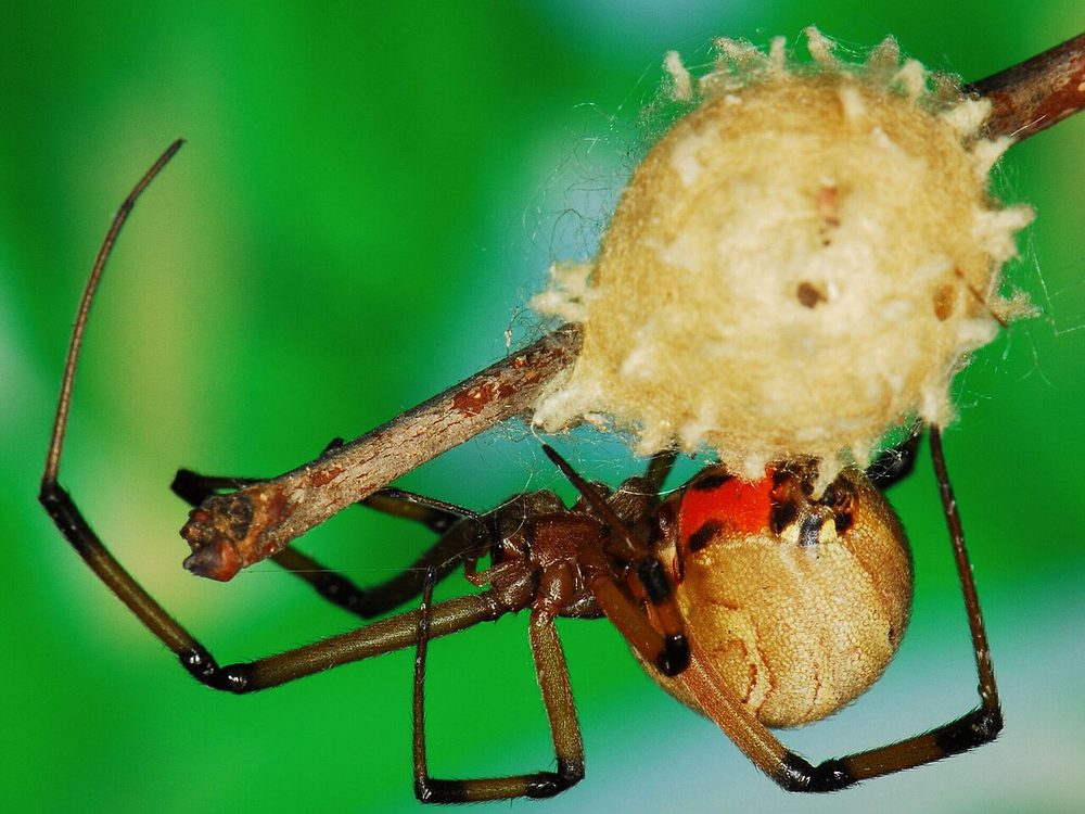 Close-up photograph of a brown widow (Latrodectus geometricus)