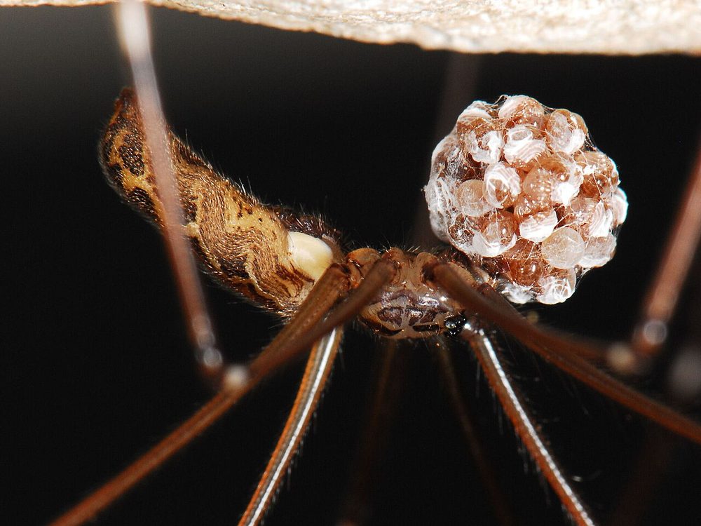 Close-up photograph of a cellar spider