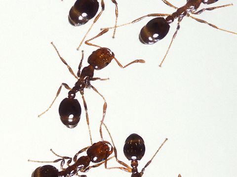 Close-up photograph of a red imported fire ant (Solenopsis invicta)
