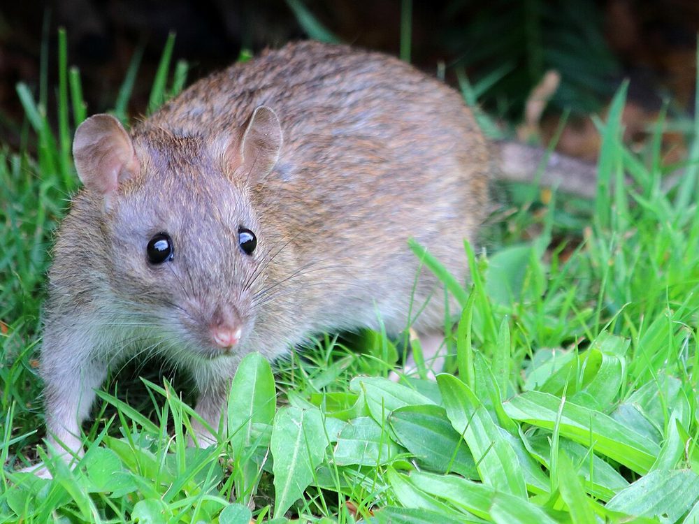Close-up photograph of a norway rat (Rattus norvegicus)