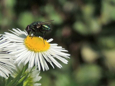 Close-up photograph of a blow fly