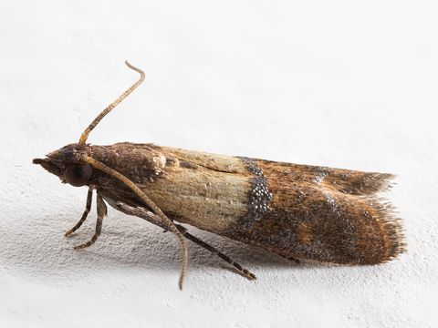 Close-up photograph of an indianmeal moth (Plodia interpunctella)