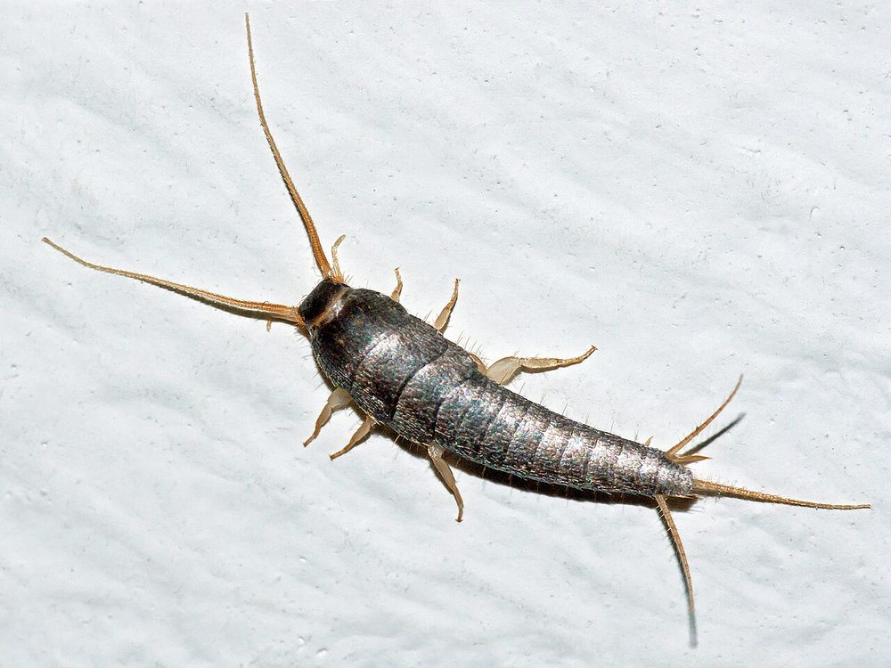 Close-up photograph of a silverfish (Lepisma saccharina)