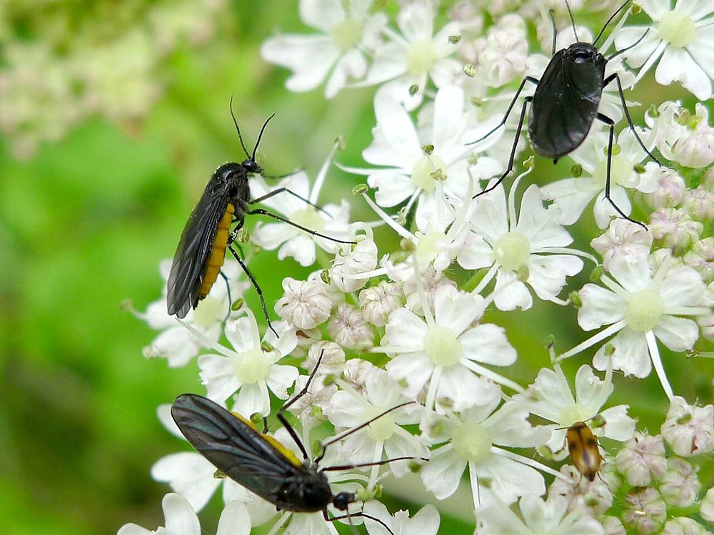 Close-up photograph of a fungus gnat