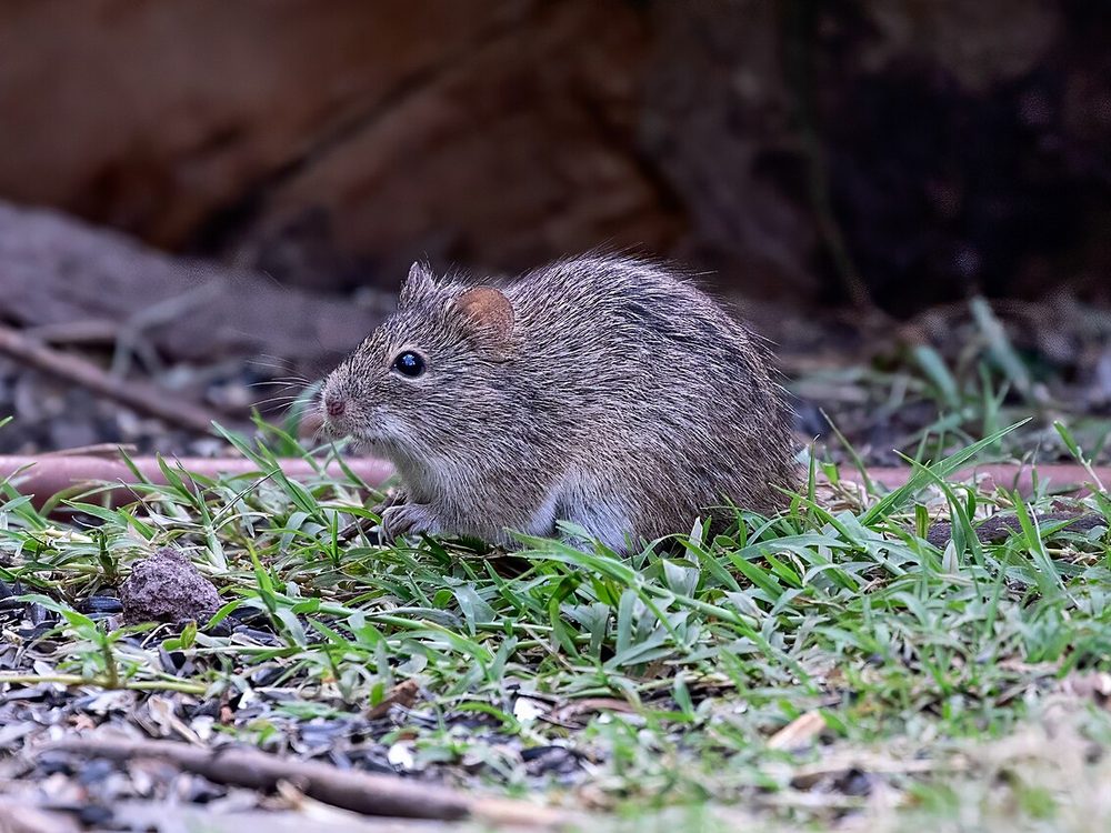 Close-up photograph of a hispid cotton rat (Sigmodon hispidus)