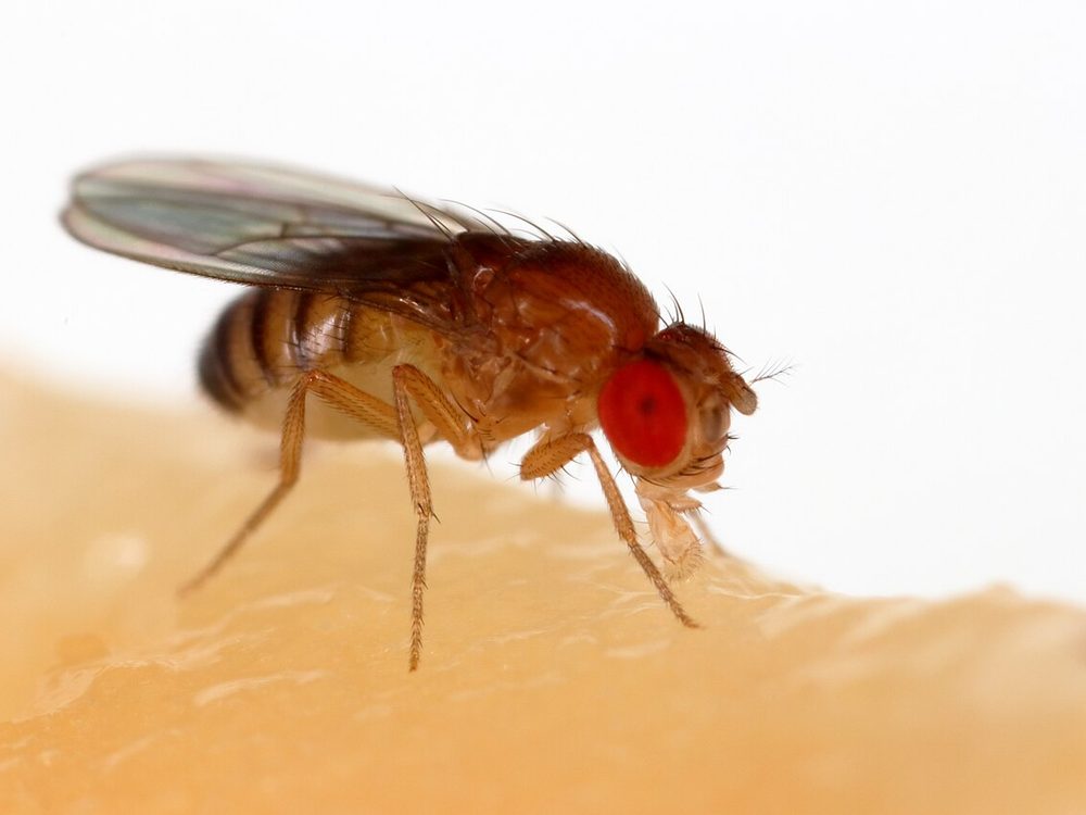 Close-up photograph of a fruit fly