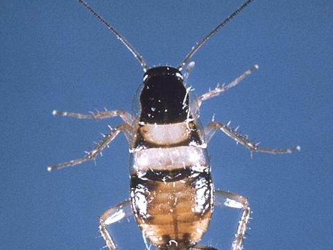 Close-up photograph of a brown-banded cockroach (Supella longipalpa)