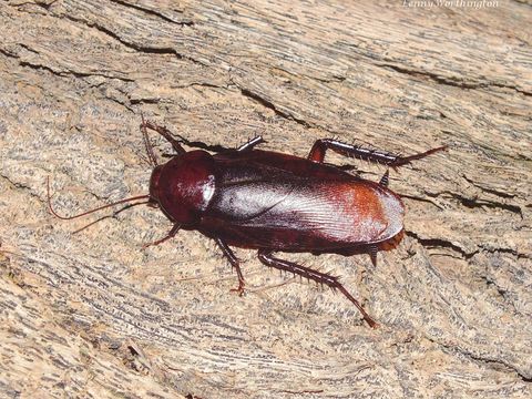 Close-up photograph of a smokybrown cockroach (Periplaneta fuliginosa)