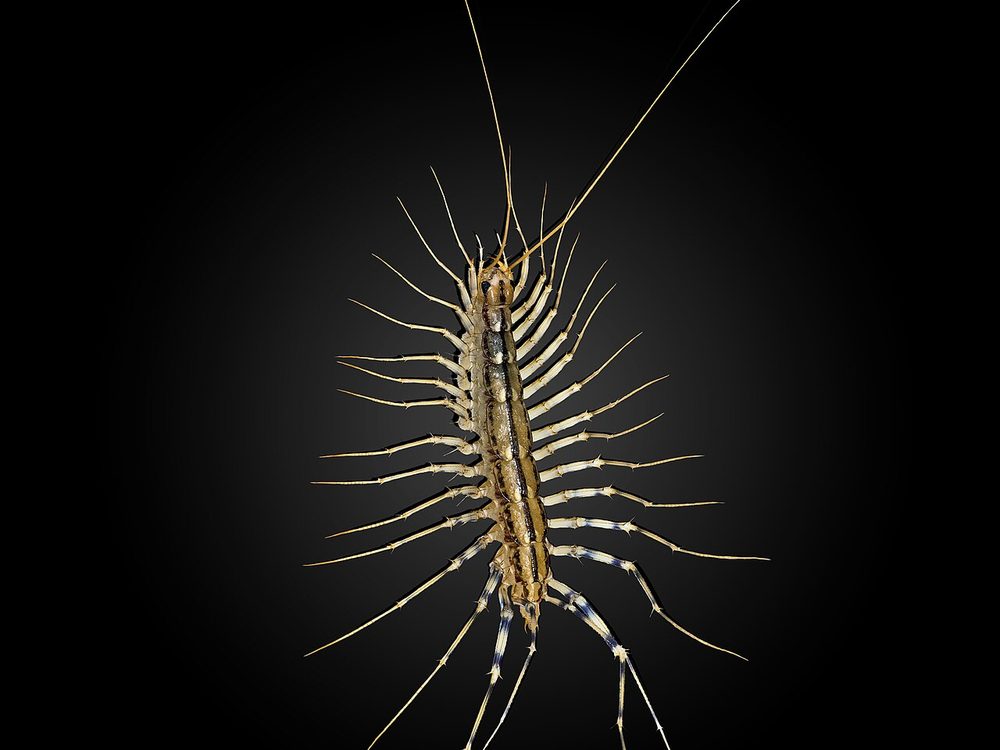 Close-up photograph of a house centipede (Scutigera coleoptrata)